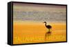 Tallahassee, Florida - Golden Heron-Lantern Press-Framed Stretched Canvas