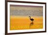 Tallahassee, Florida - Golden Heron-Lantern Press-Framed Art Print