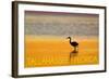 Tallahassee, Florida - Golden Heron-Lantern Press-Framed Art Print