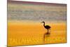 Tallahassee, Florida - Golden Heron-Lantern Press-Mounted Art Print