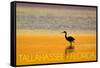 Tallahassee, Florida - Golden Heron-Lantern Press-Framed Stretched Canvas