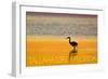 Tallahassee, Florida - Golden Heron-Lantern Press-Framed Art Print