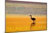 Tallahassee, Florida - Golden Heron-Lantern Press-Mounted Art Print