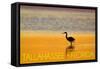 Tallahassee, Florida - Golden Heron-Lantern Press-Framed Stretched Canvas