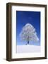 Tallness Old Lime-Tree with Hoarfrost in Winter in Bavaria-Wolfgang Filser-Framed Photographic Print