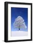 Tallness Old Lime-Tree with Hoarfrost in Winter in Bavaria-Wolfgang Filser-Framed Photographic Print