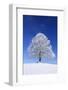 Tallness Old Lime-Tree with Hoarfrost in Winter in Bavaria-Wolfgang Filser-Framed Photographic Print