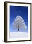 Tallness Old Lime-Tree with Hoarfrost in Winter in Bavaria-Wolfgang Filser-Framed Photographic Print