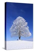 Tallness Old Lime-Tree with Hoarfrost in Winter in Bavaria-Wolfgang Filser-Stretched Canvas