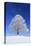 Tallness Old Lime-Tree with Hoarfrost in Winter in Bavaria-Wolfgang Filser-Stretched Canvas