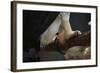 Talons of a Harpy Eagle-W. Perry Conway-Framed Photographic Print