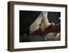 Talons of a Harpy Eagle-W. Perry Conway-Framed Photographic Print