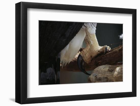 Talons of a Harpy Eagle-W. Perry Conway-Framed Photographic Print