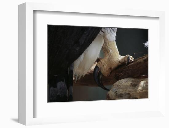 Talons of a Harpy Eagle-W. Perry Conway-Framed Photographic Print