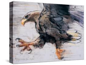 Talons - White Tailed Sea Eagle, 2001-Mark Adlington-Stretched Canvas