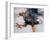 Talons - White Tailed Sea Eagle, 2001-Mark Adlington-Framed Giclee Print