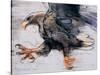 Talons - White Tailed Sea Eagle, 2001-Mark Adlington-Stretched Canvas
