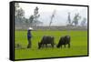 Tam Coc, Ninh Binh Area, Vietnam, Indochina, Southeast Asia, Asia-Bruno Morandi-Framed Stretched Canvas