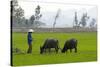 Tam Coc, Ninh Binh Area, Vietnam, Indochina, Southeast Asia, Asia-Bruno Morandi-Stretched Canvas