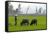 Tam Coc, Ninh Binh Area, Vietnam, Indochina, Southeast Asia, Asia-Bruno Morandi-Framed Stretched Canvas