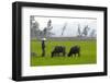 Tam Coc, Ninh Binh Area, Vietnam, Indochina, Southeast Asia, Asia-Bruno Morandi-Framed Photographic Print