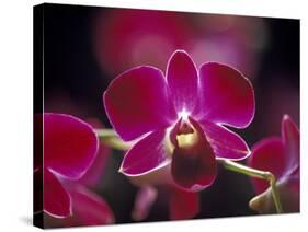 Taman Orchid, Kuala Lumpur, Malaysia-Michele Molinari-Stretched Canvas