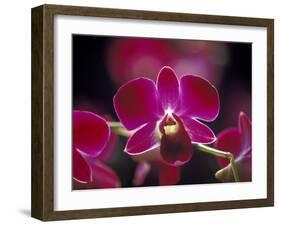 Taman Orchid, Kuala Lumpur, Malaysia-Michele Molinari-Framed Premium Photographic Print