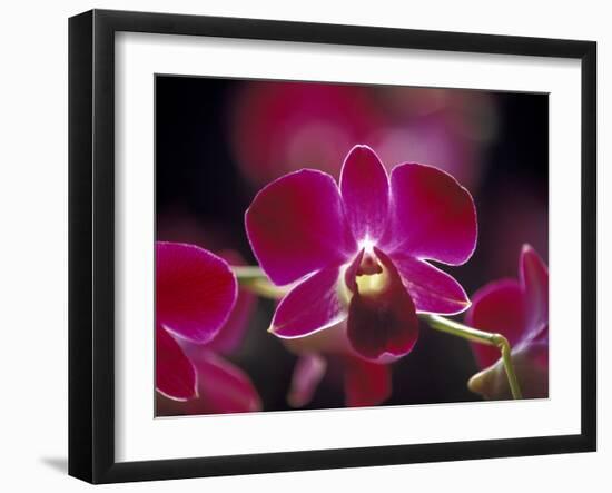 Taman Orchid, Kuala Lumpur, Malaysia-Michele Molinari-Framed Premium Photographic Print