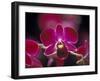 Taman Orchid, Kuala Lumpur, Malaysia-Michele Molinari-Framed Premium Photographic Print