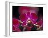 Taman Orchid, Kuala Lumpur, Malaysia-Michele Molinari-Framed Premium Photographic Print