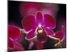 Taman Orchid, Kuala Lumpur, Malaysia-Michele Molinari-Mounted Premium Photographic Print