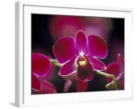 Taman Orchid, Kuala Lumpur, Malaysia-Michele Molinari-Framed Photographic Print