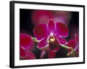 Taman Orchid, Kuala Lumpur, Malaysia-Michele Molinari-Framed Photographic Print