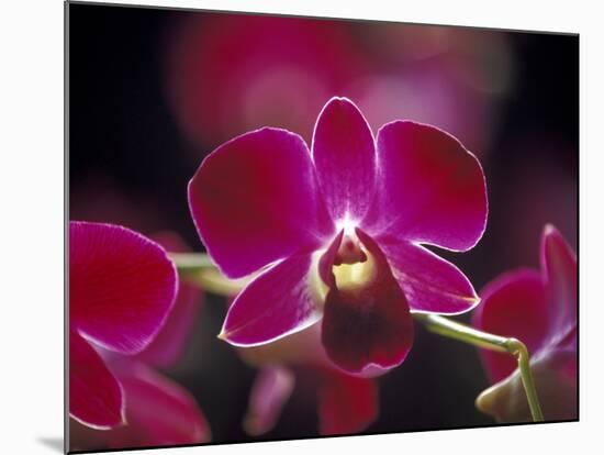 Taman Orchid, Kuala Lumpur, Malaysia-Michele Molinari-Mounted Photographic Print