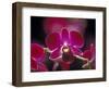 Taman Orchid, Kuala Lumpur, Malaysia-Michele Molinari-Framed Photographic Print