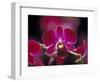 Taman Orchid, Kuala Lumpur, Malaysia-Michele Molinari-Framed Photographic Print