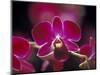 Taman Orchid, Kuala Lumpur, Malaysia-Michele Molinari-Mounted Photographic Print