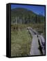 Tamarack Bog Bridge on the Lonesome Lake Trail, New Hampshire, USA-Jerry & Marcy Monkman-Framed Stretched Canvas