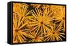 Tamarack Needles in Autumn-Steve Terrill-Framed Stretched Canvas