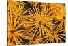 Tamarack Needles in Autumn-Steve Terrill-Stretched Canvas