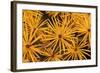 Tamarack Needles in Autumn-Steve Terrill-Framed Photographic Print