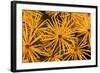 Tamarack Needles in Autumn-Steve Terrill-Framed Photographic Print