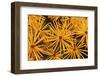 Tamarack Needles in Autumn-Steve Terrill-Framed Photographic Print
