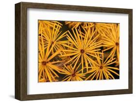 Tamarack Needles in Autumn-Steve Terrill-Framed Photographic Print