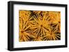 Tamarack Needles in Autumn-Steve Terrill-Framed Photographic Print