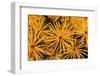 Tamarack Needles in Autumn-Steve Terrill-Framed Photographic Print