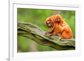 Tamarin Monkey and Baby-Lantern Press-Framed Premium Giclee Print