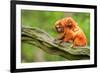 Tamarin Monkey and Baby-Lantern Press-Framed Premium Giclee Print