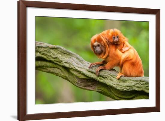 Tamarin Monkey and Baby-Lantern Press-Framed Art Print