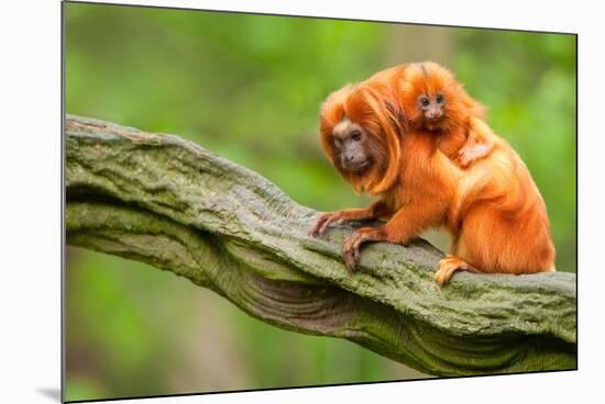 Tamarin Monkey and Baby-Lantern Press-Mounted Art Print